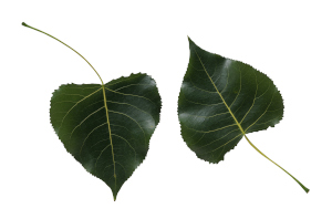 Eastern Cottonwood Leaf